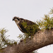 Baby Osprey was Away From the Nest! by rickster549