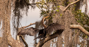 15th Jul 2020 - Anhinga Trying to Get a Little Sun!