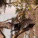 Anhinga Trying to Get a Little Sun! by rickster549