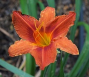 15th Jul 2020 - Day Lily