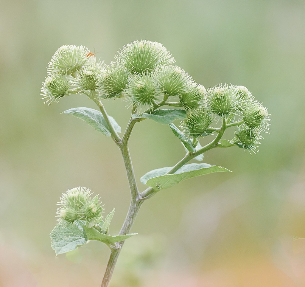 Green Burrs by gardencat