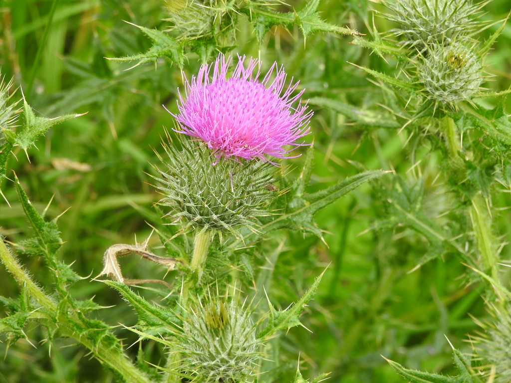 Spear Thistle by oldjosh