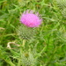 Spear Thistle by oldjosh