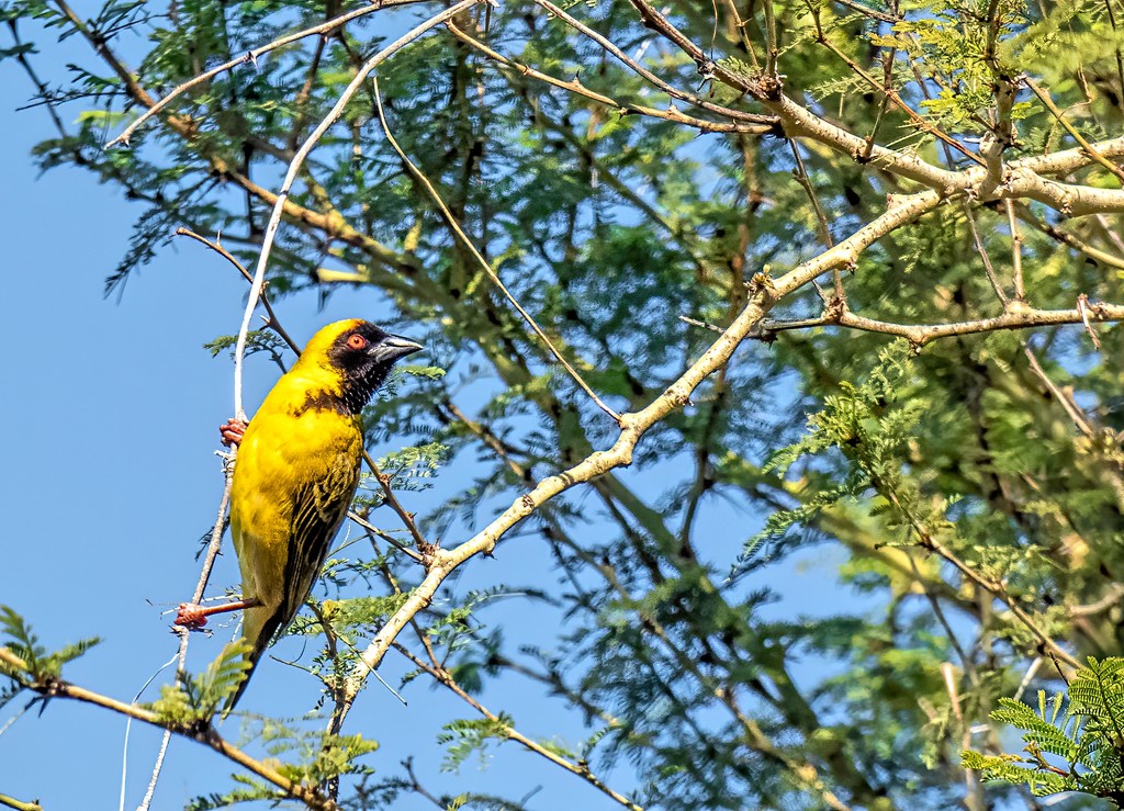 Masked Weaver by ludwigsdiana