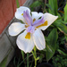 Iris flower by kerenmcsweeney