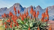 16th Jul 2020 - Aloes all along the road