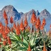 Aloes all along the road by ludwigsdiana