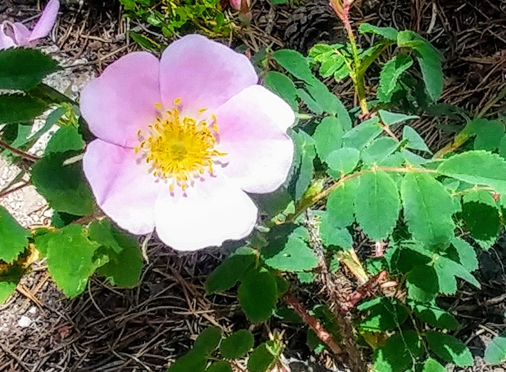 Wild Rose by harbie