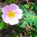 Wild Rose by harbie