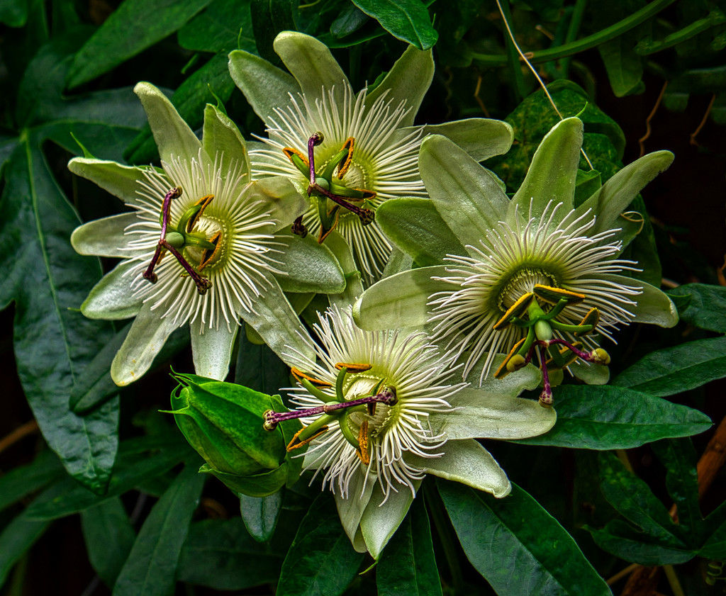 Passion Flower's. by tonygig