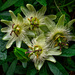 Passion Flower's. by tonygig