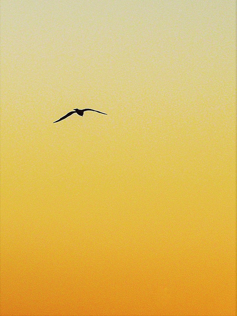 Seabird at sunset by etienne