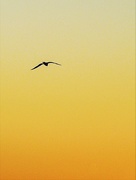 16th Jul 2020 - Seabird at sunset