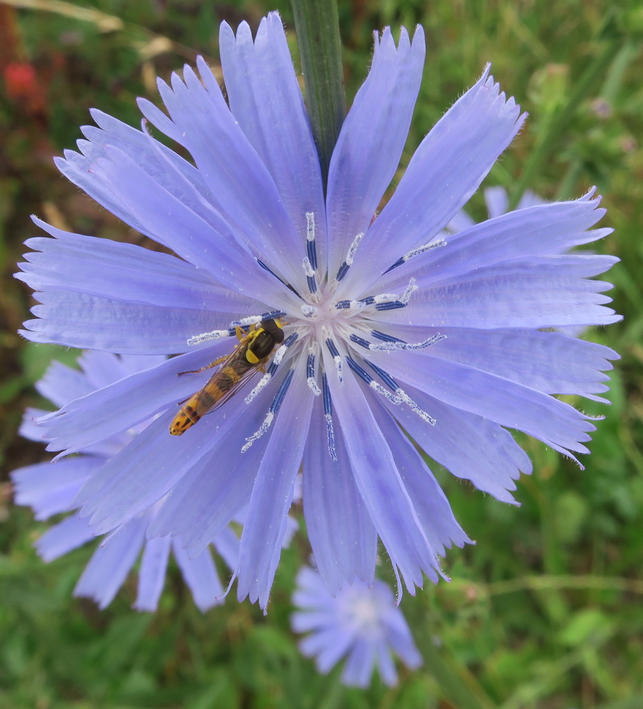 Hoverfly On Flower by davemockford