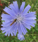 16th Jul 2020 - Hoverfly On Flower