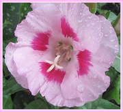 16th Jul 2020 - Godetia flower close up.