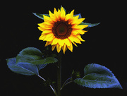 16th Jul 2020 - Sunflower