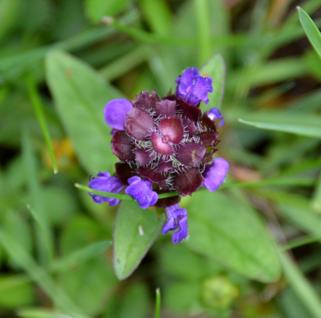Common Selfheal Wildflower by arkensiel