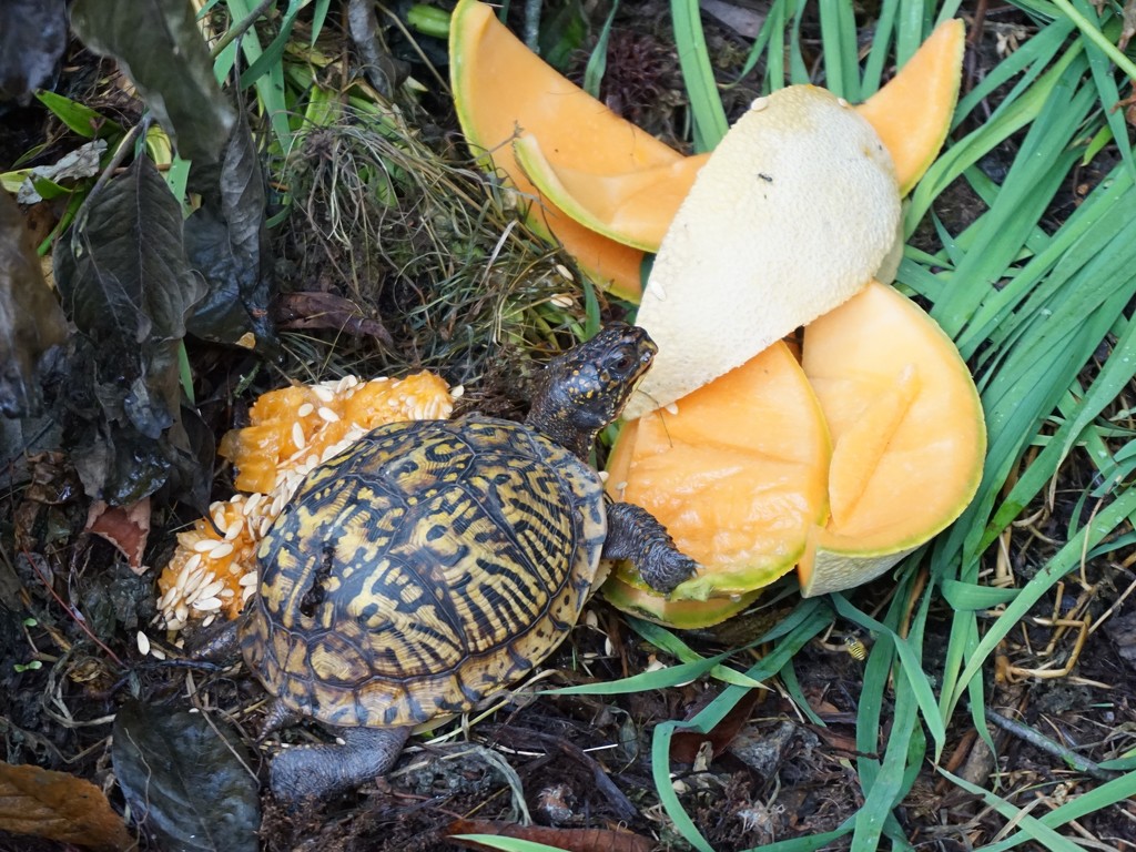 Turtle found the cantaloupe rinds by tunia