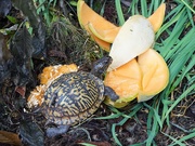 16th Jul 2020 - Turtle found the cantaloupe rinds
