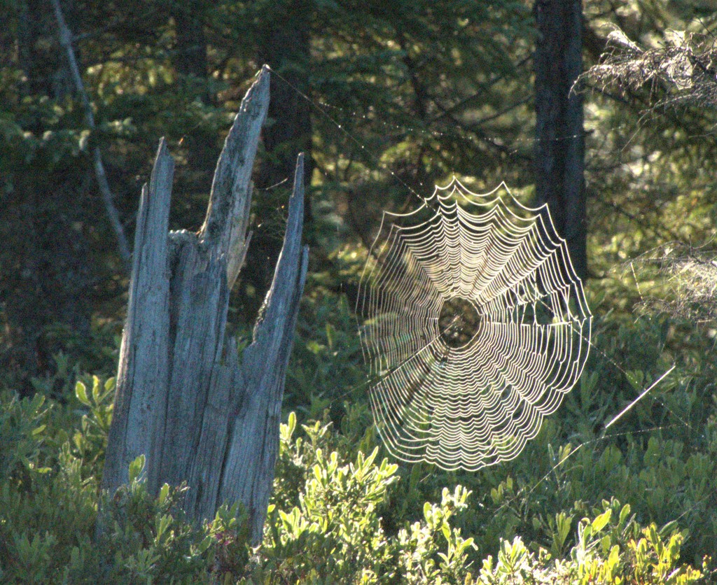 Wood and Web by radiogirl