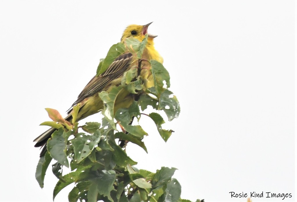 RK3_1880 The yellowhammer was singing away by rosiekind