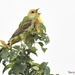 RK3_1880 The yellowhammer was singing away by rosiekind