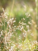 14th May 2020 - Common name is silver hairgrass...