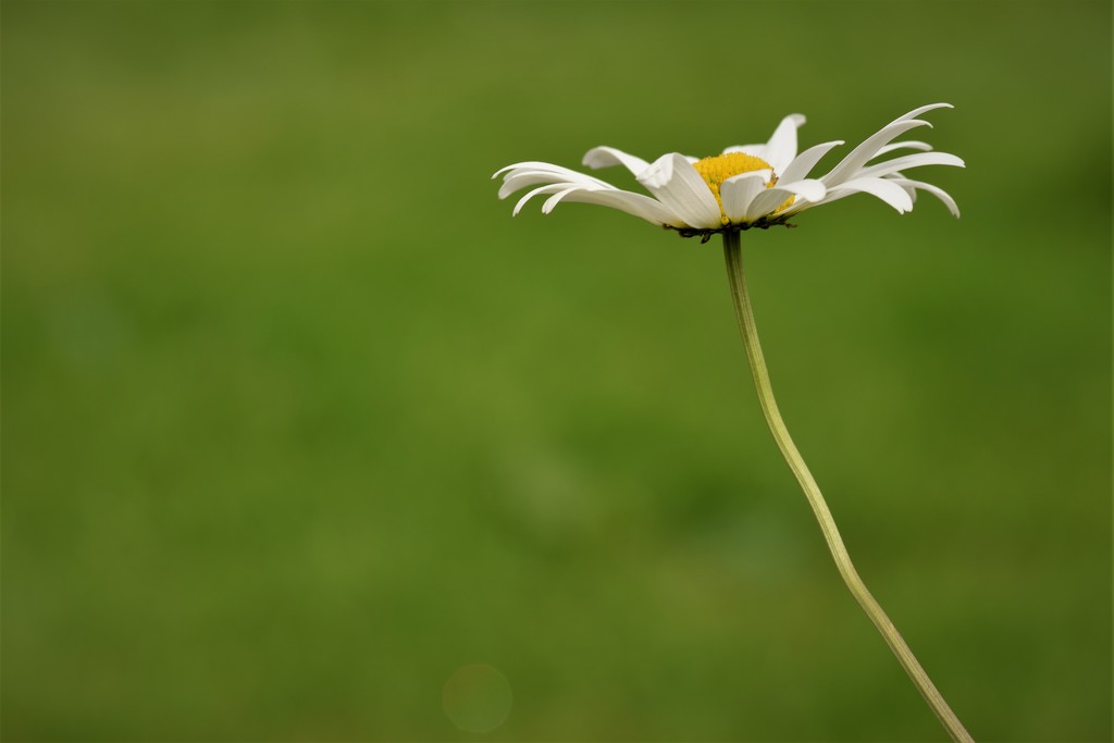 flat daisy by christophercox