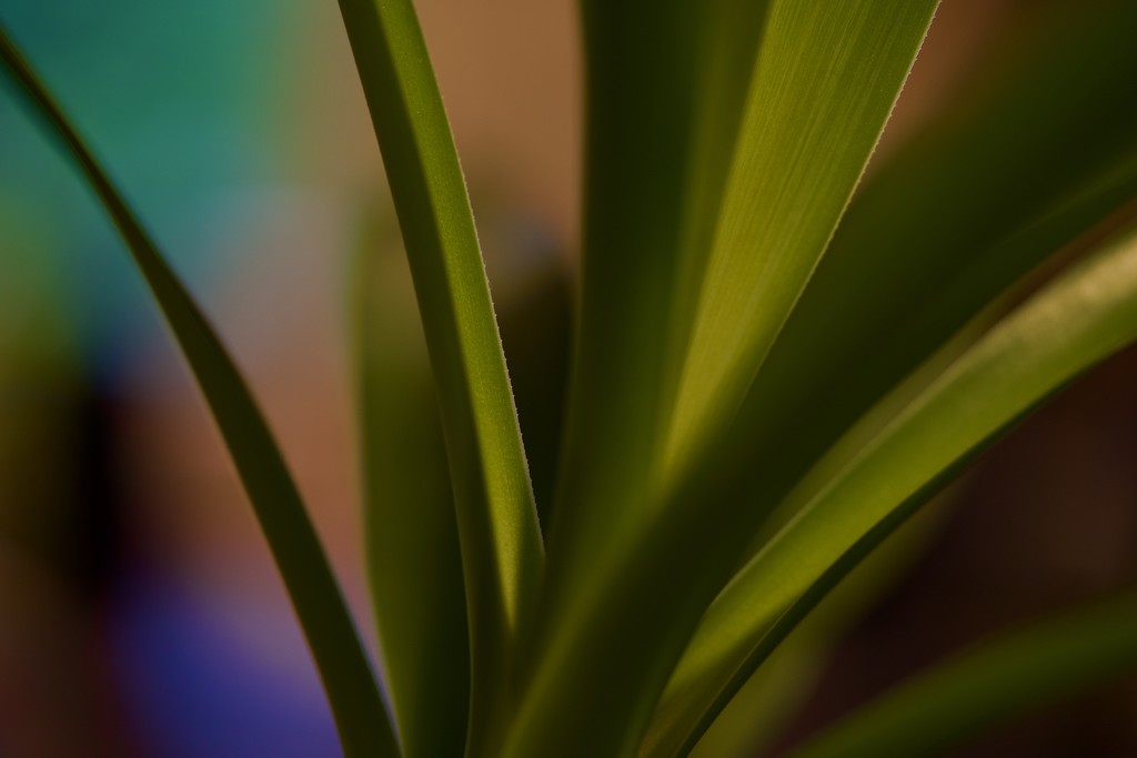a yucca by orion5d