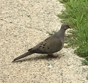 16th Jul 2020 - Mourning Dove