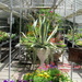 A picture from the hot house at Edwards Garden by bruni