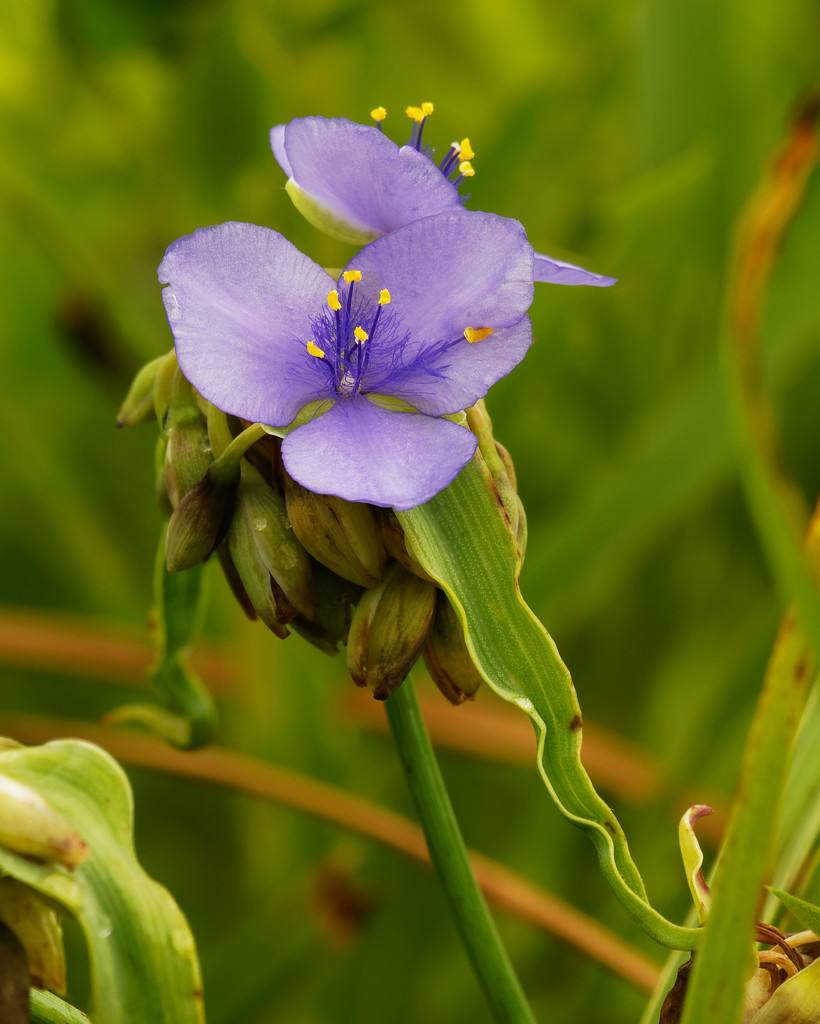 blue jacket spiderwort by rminer