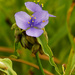 blue jacket spiderwort by rminer