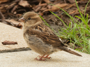16th Jul 2020 - house sparrow 