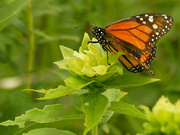 16th Jul 2020 - monarch butterfly