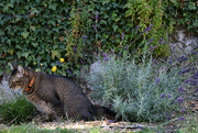 14th Jul 2020 - to pee in the lavender