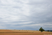 15th Jul 2020 - Harvest time