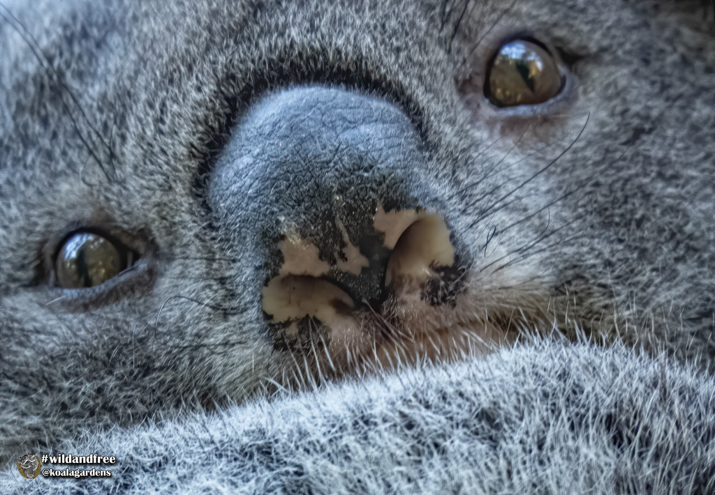 now that is a nose pattern! by koalagardens
