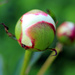 Peonies are ready to pop by rhoing