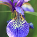 “Iris sibirica” by rhoing