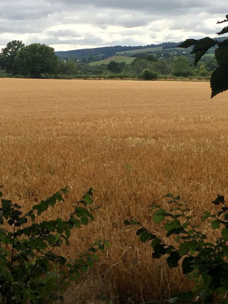 The barley is almost ready to cut by snowy