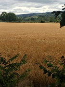 16th Jul 2020 - The barley is almost ready to cut