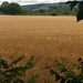 The barley is almost ready to cut by snowy