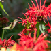 Hummingbird by tdaug80