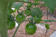 16th Jul 2020 - Tomato Update I