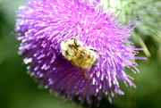 3rd Jul 2020 - Bee in Thistle 