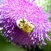 Bee in Thistle  by stephomy