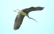 16th Jul 2020 - Heron in Flight