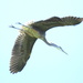 Heron in Flight by stephomy